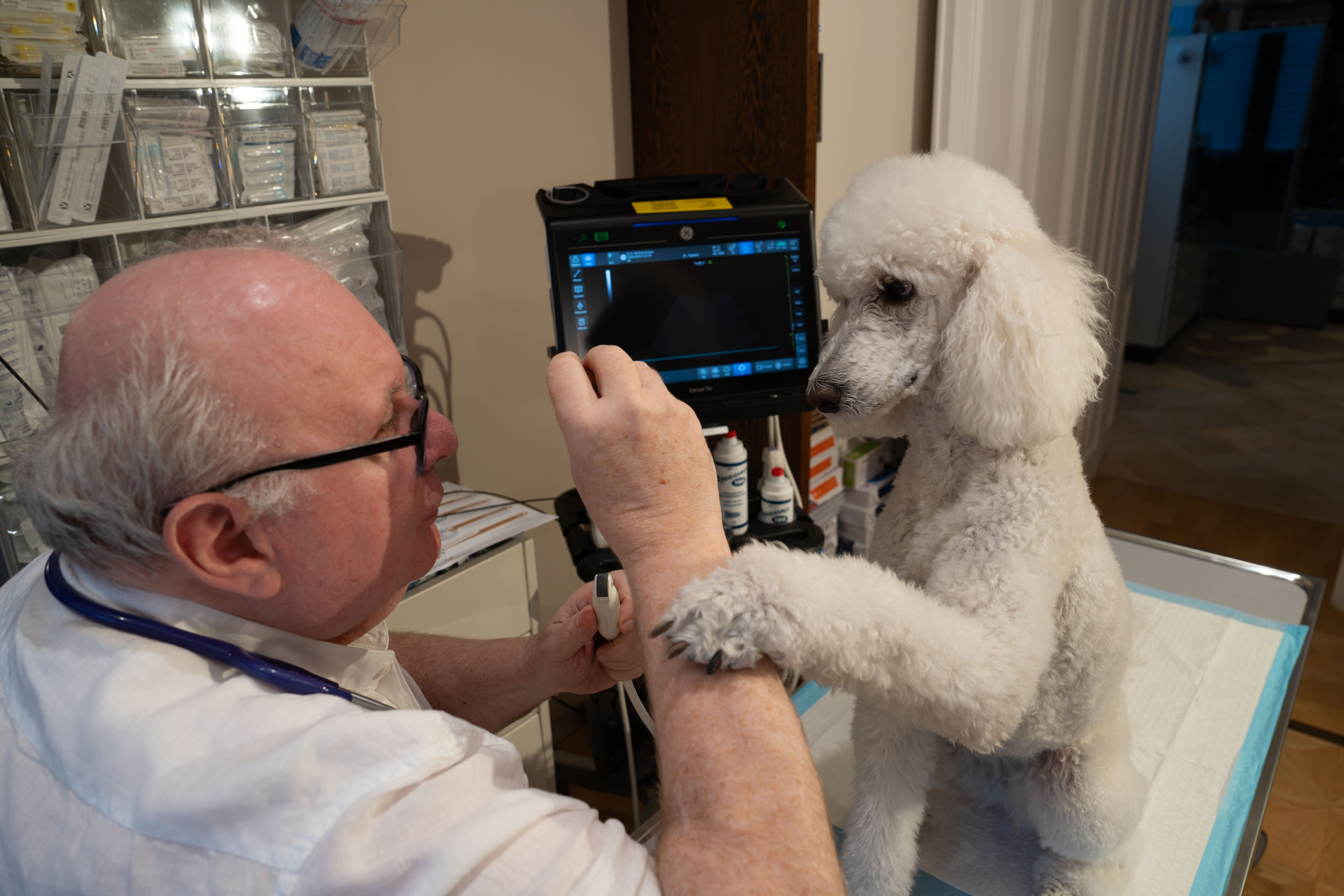 Weißer Pudel im Garten der Tierarztordination in Wien-Hietzing — Wohlfühlatmosphäre für Tiere