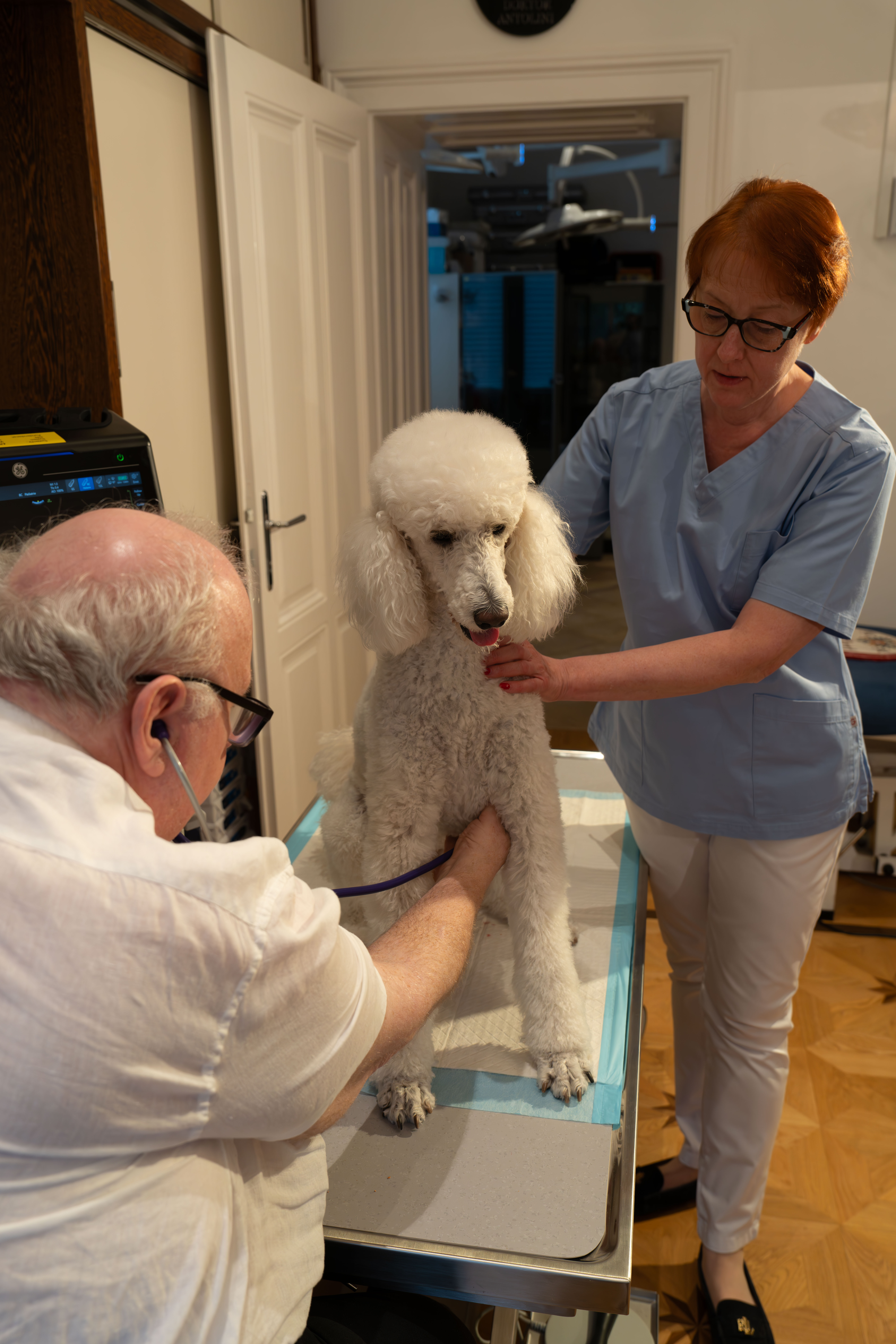 DDr. Michael Antolini mit seinem Patienten — persönliche Tiermedizin mit Herz in Wien-Hietzing