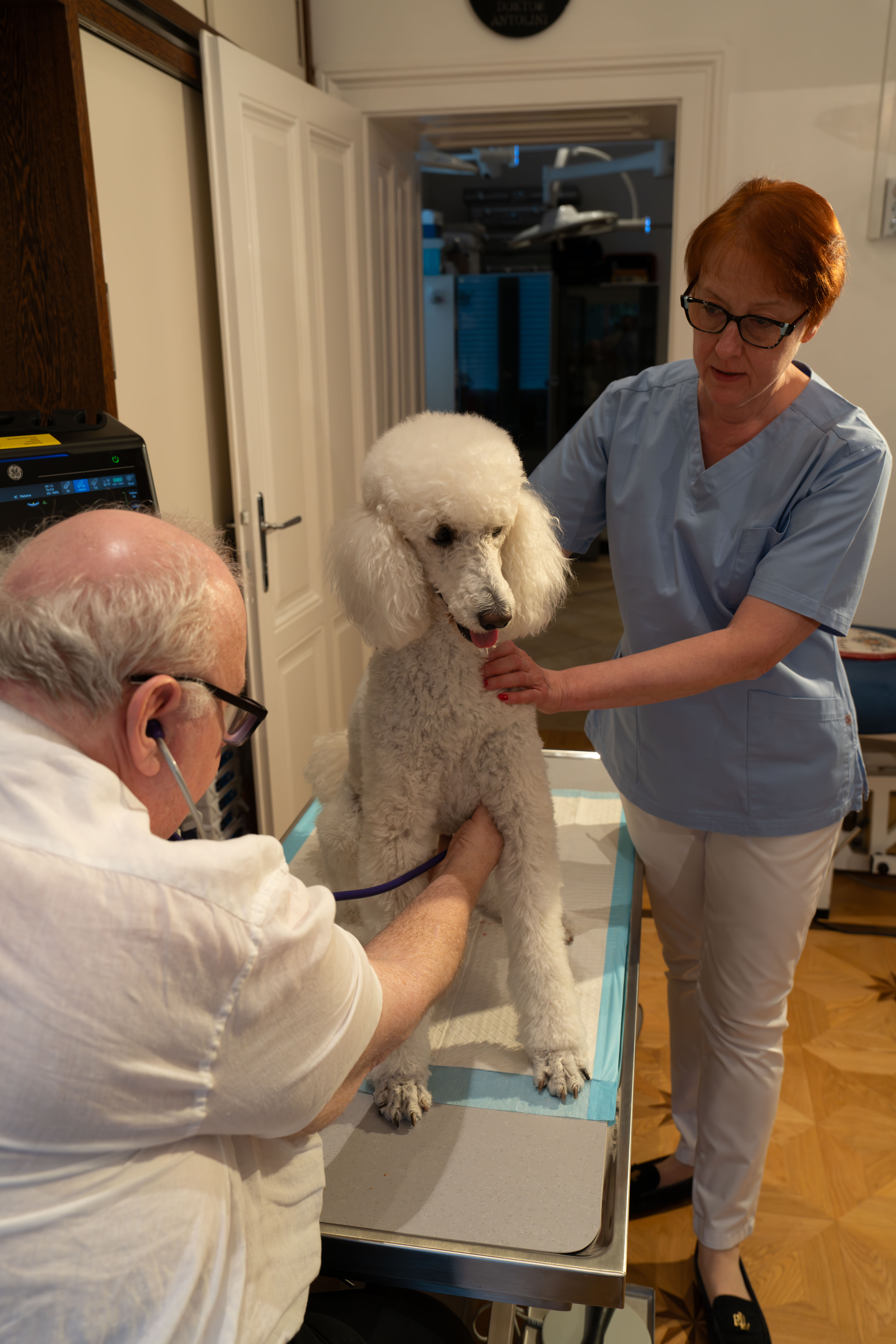 DDr. Antolini Portrait — @tierarzt_wien auf Instagram