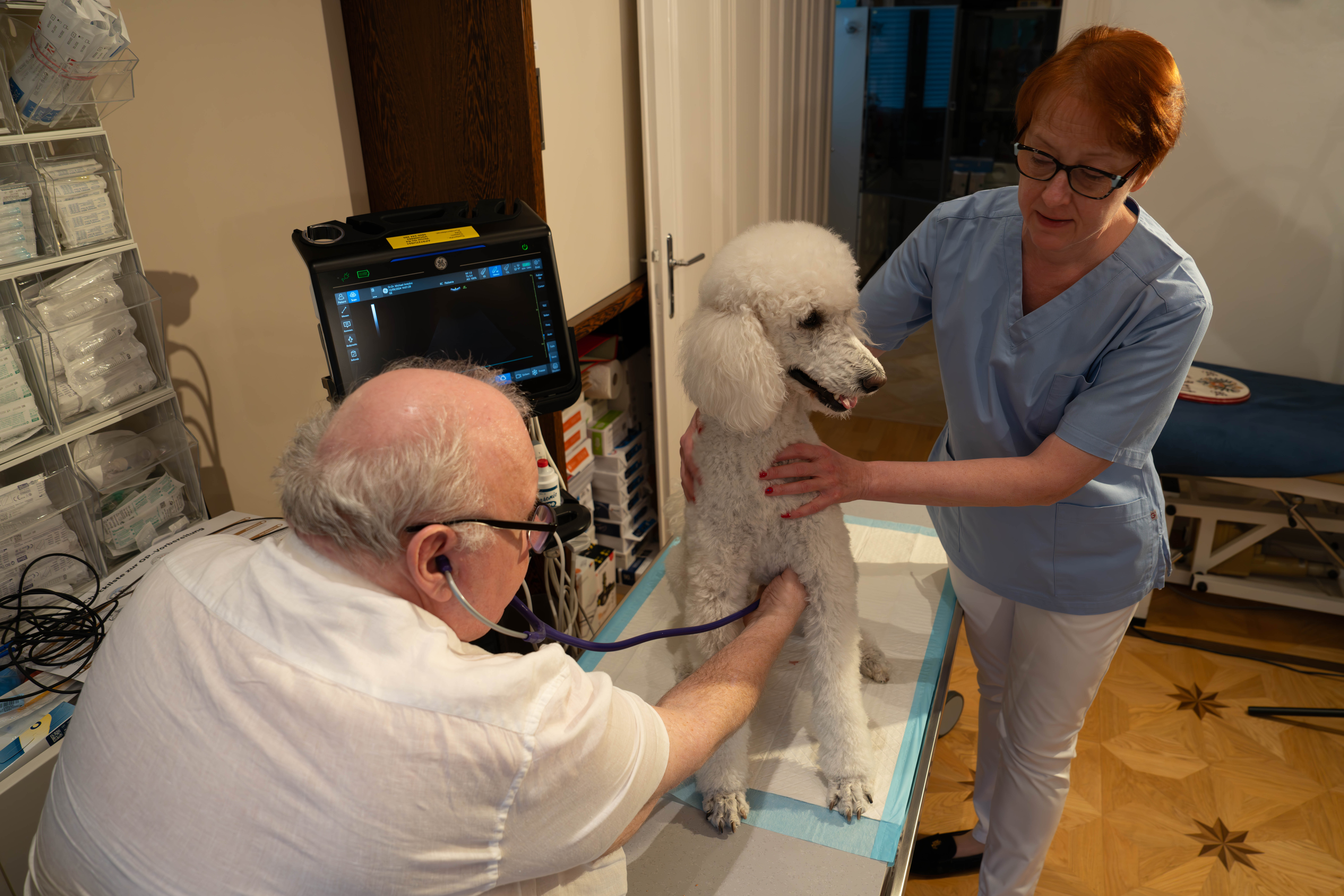 DDr. Antolini und Assistentin untersuchen gemeinsam einen Pudel mit Ultraschall in der Villa-Ordination Wien