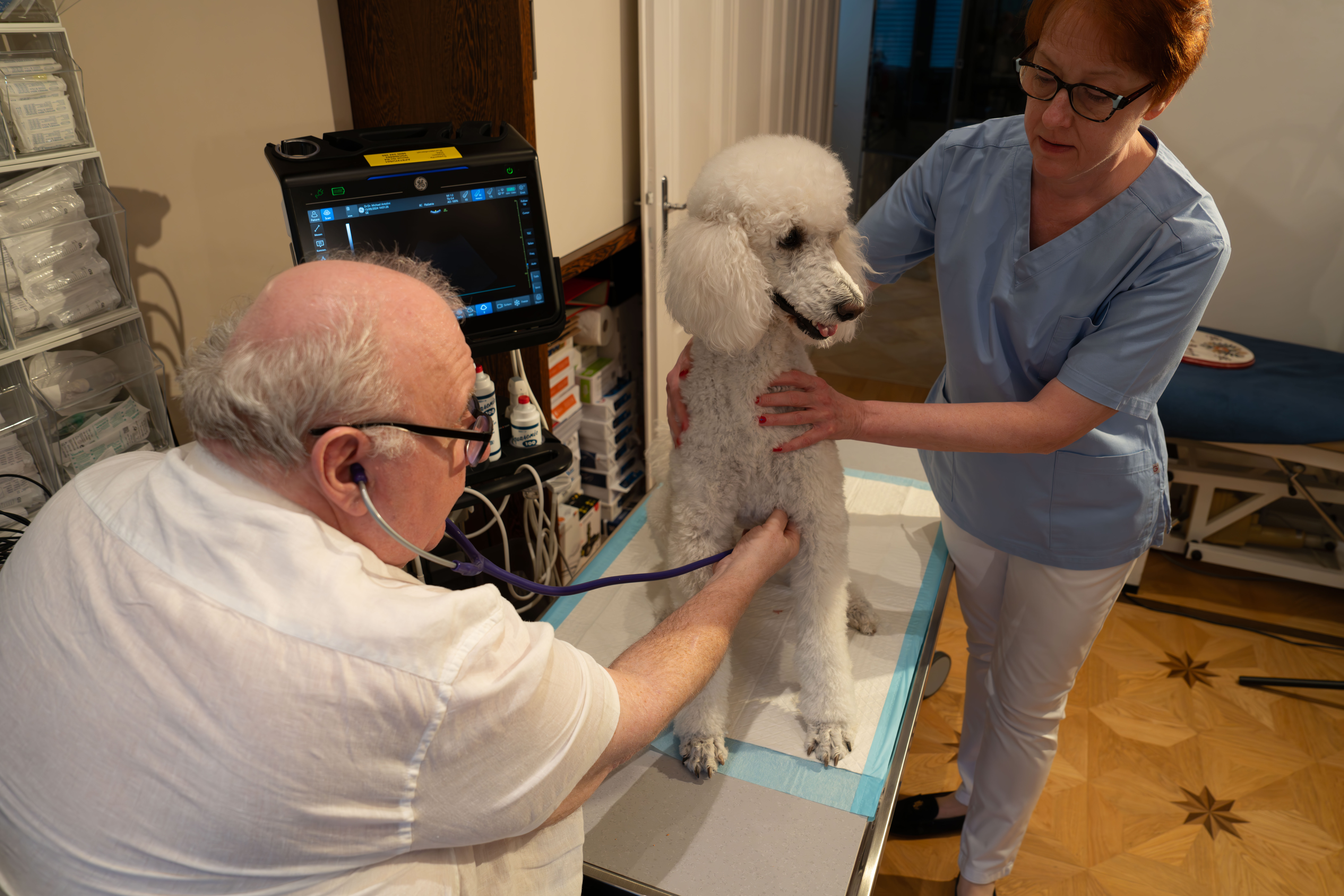 DDr. Antolini führt eine Ultraschalluntersuchung bei einem Hund durch — moderne Diagnostik in Wien