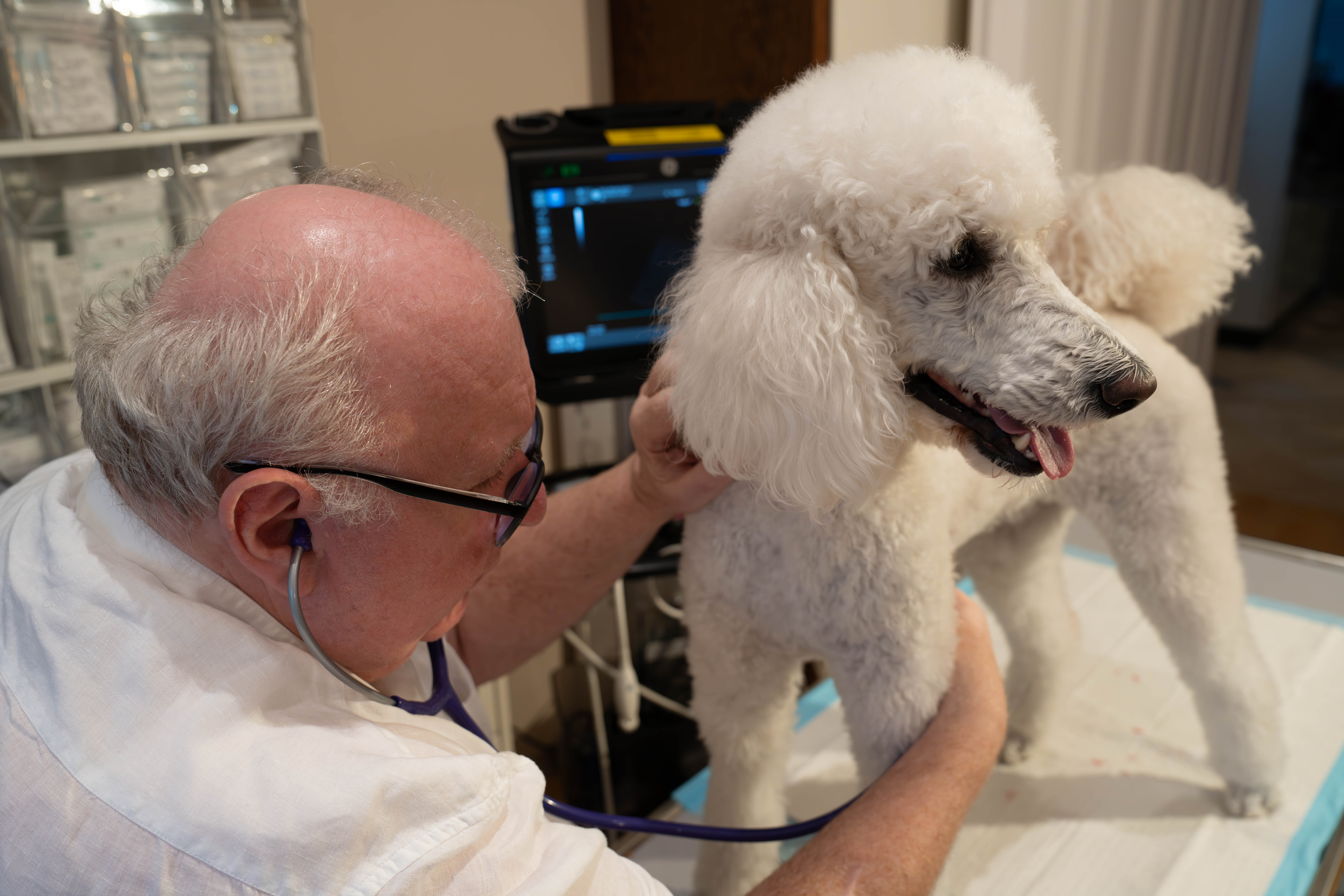 DDr. Michael Antolini untersucht einen weißen Pudel mit dem Stethoskop in seiner Villa-Ordination in Wien-Hietzing