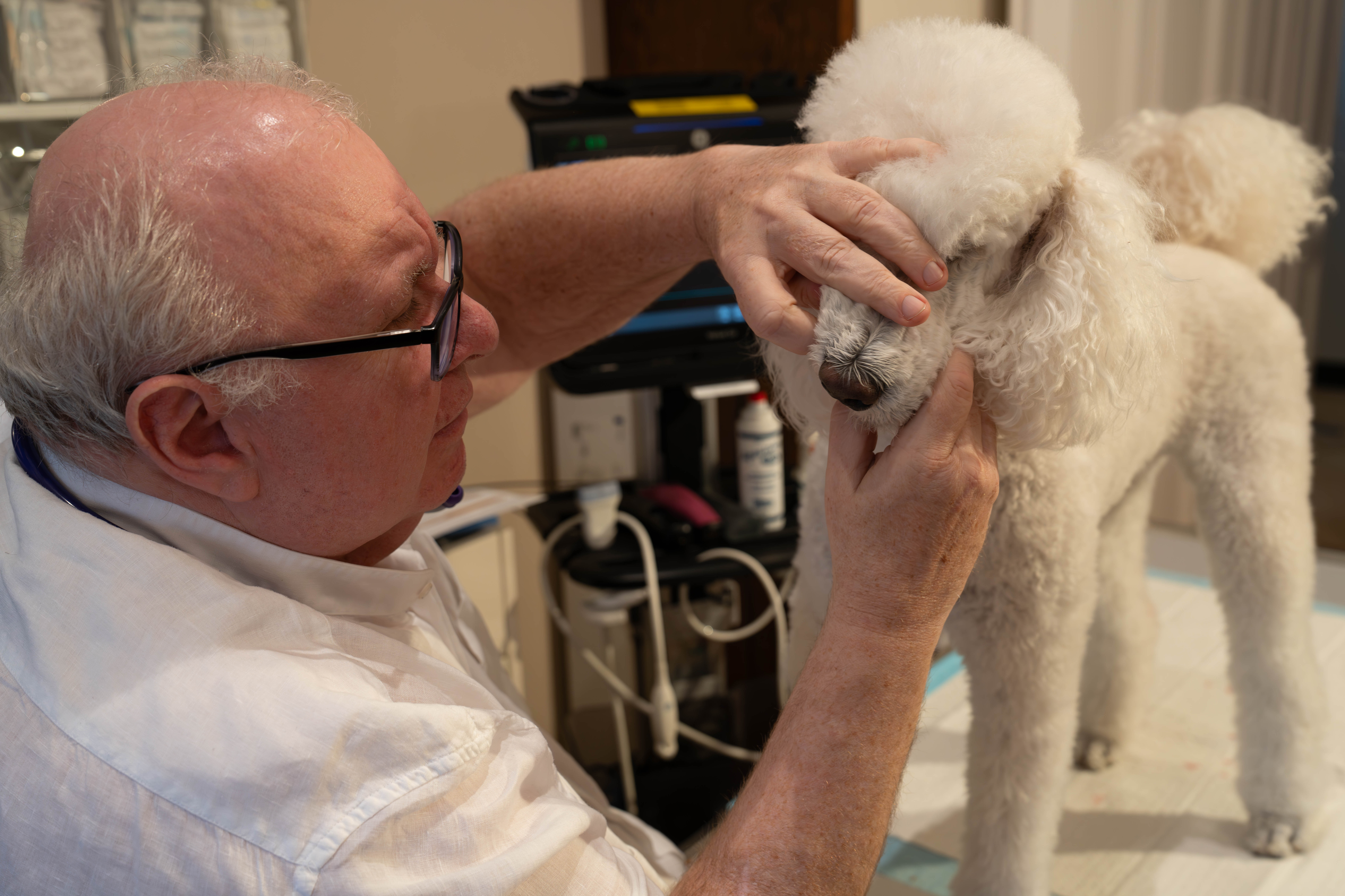 DDr. Antolini führt eine Zahnuntersuchung bei einem weißen Pudel durch — Zahnmedizin für Tiere in Wien